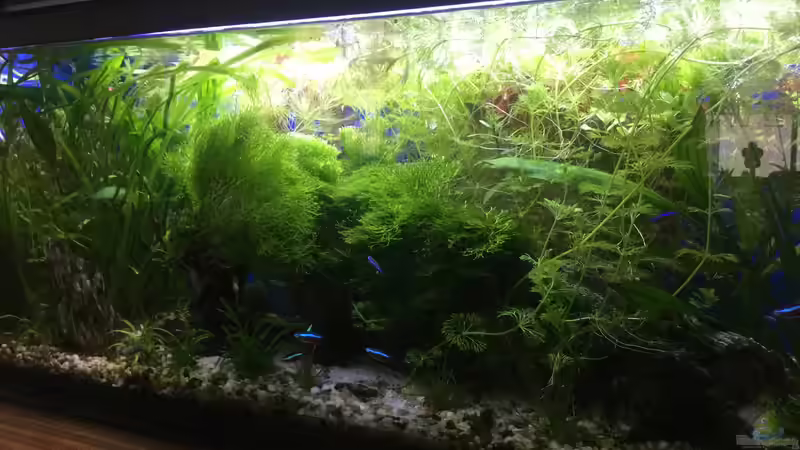 19.08.16 von .Andreas. (2)