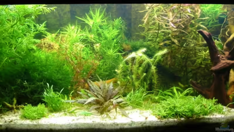 19.08.2010 von Susanne Kruse (5)