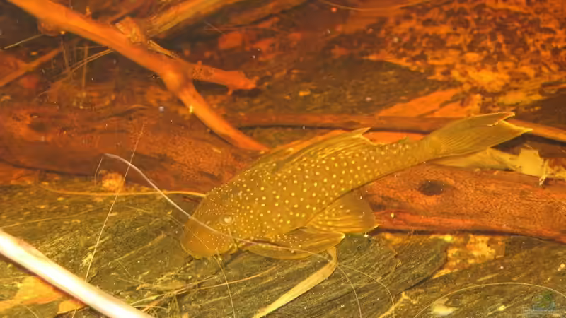 19.08.2015  von der Theoretiker (52)