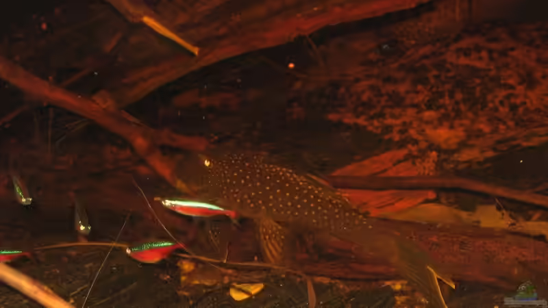 19.08.2015 l 200 highfin von der Theoretiker (49)