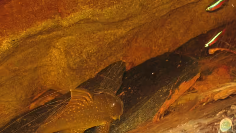 19.08.2015 von der Theoretiker (51)