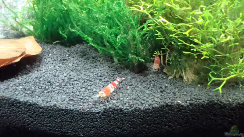 19/09/2010 von Der Luxemburger (10)