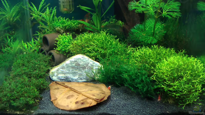 19/09/2010 von Der Luxemburger (2)