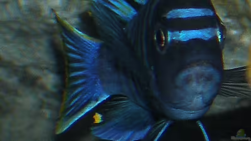 19.09.2011 Leider nicht ganz scharf geworden :o( von bossie1704 (96)