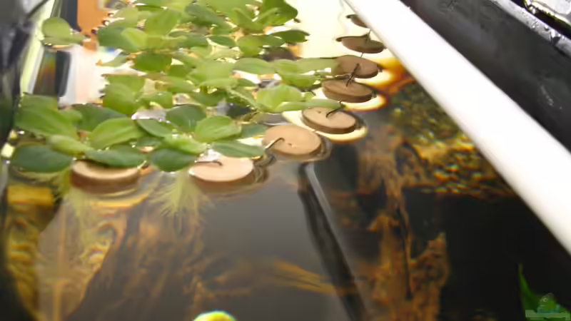 19.1.2013 von NicoleZH (10)