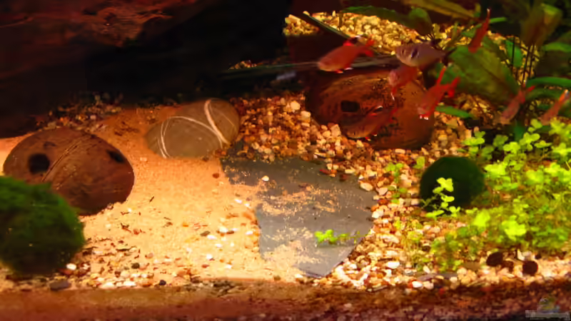 19.1.2013 von NicoleZH (19)