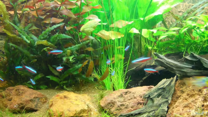 19.10.13 Neu: Eleocharis Sp. von Tropica von Sven Seibert (63)