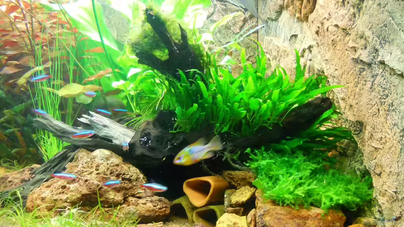 19.10.13 Neu: Monosolenium tenerum auf Stein vor der Wurzel von Sven Seibert (64)