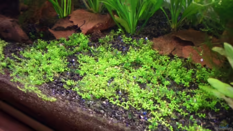 19.10.2009 Perlkraut von navigator1 (10)