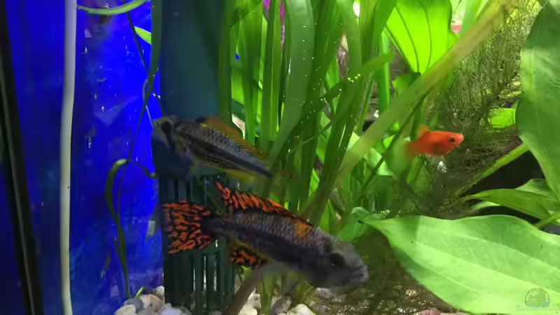 19.12.15 von .Andreas. (102)