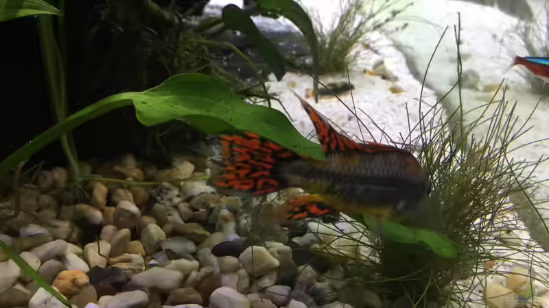 19.12.15 von .Andreas. (103)