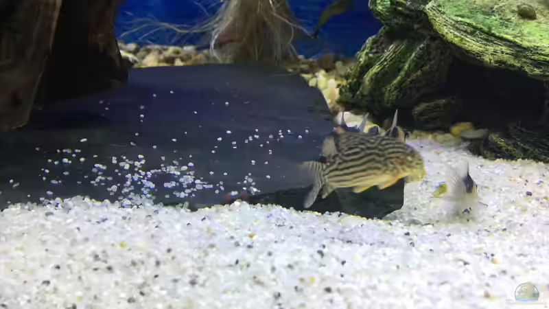 19.12.15 von .Andreas. (62)