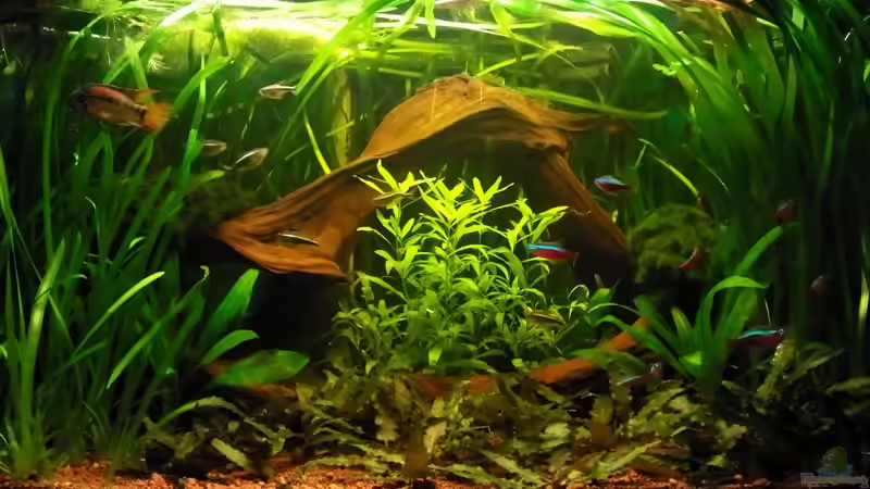 19.12.2010 von Andy_daHousecat (13)