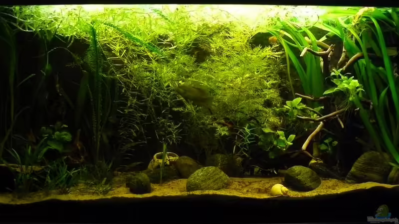 19.12.2010 von Romulus71 (14)