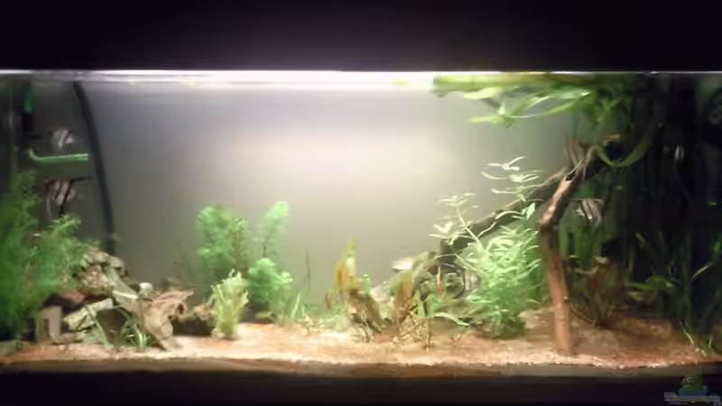 19.12.2011 von Skalarfreak (2)