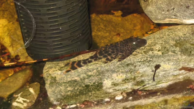 19.12.2013 wieder l147 von der Theoretiker (90)