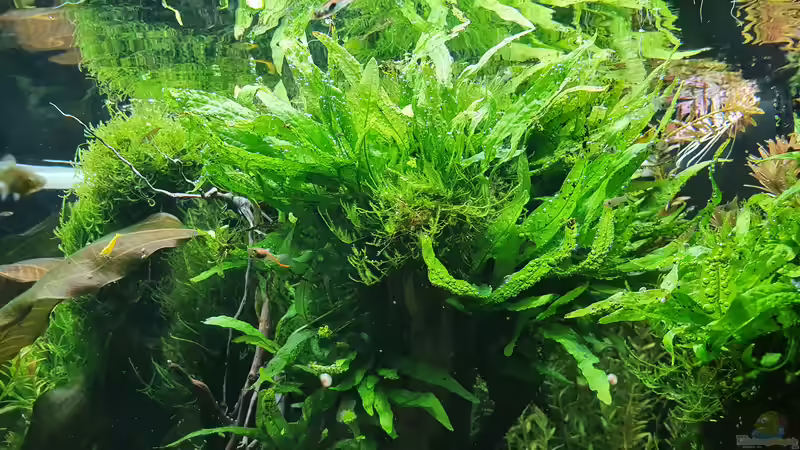 19.12 2021 Java Farn  von der Theoretiker (39)