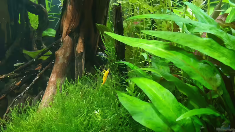 19.12 2021 Moos Polster  von der Theoretiker (29)