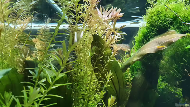 19.12 2021 Rotala flutet langsam ab der Oberfläche  von der Theoretiker (28)