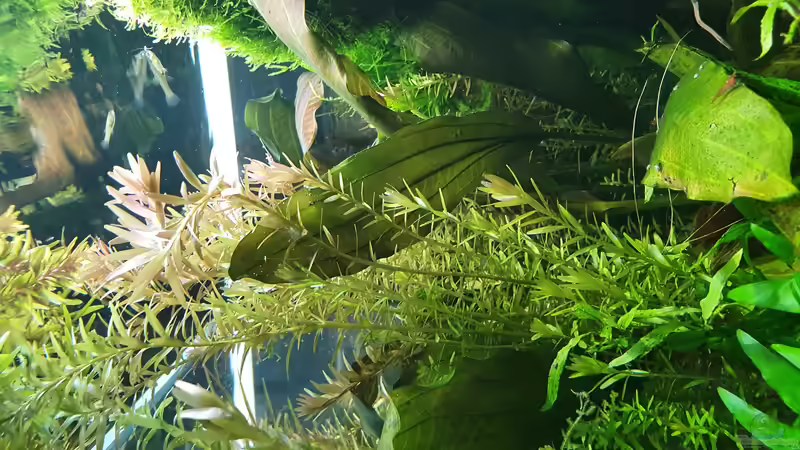 19.12 2021 Rotala von der Theoretiker (26)