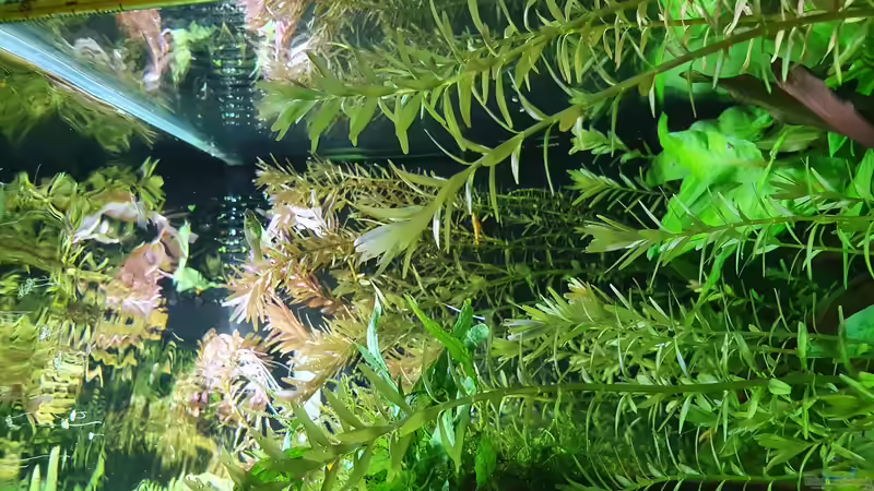 19.12 2021 Rotala von der Theoretiker (27)