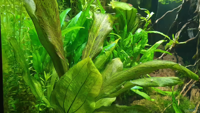 19.12 2021 von der Theoretiker (32)