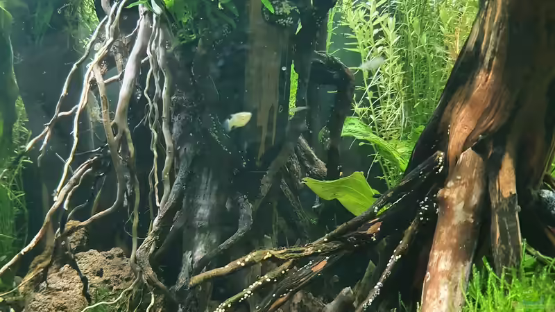 19.12 2021 von der Theoretiker (38)