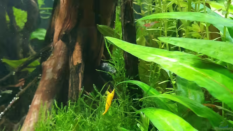 19.12 2021 von der Theoretiker (44)