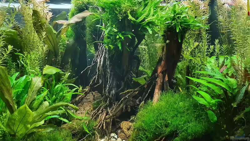 19.12 2021 von der Theoretiker (9)