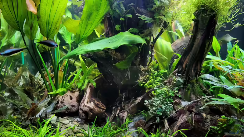 19.12.2022 von der Theoretiker (2)