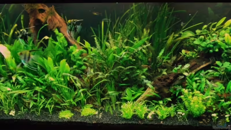 19.2.2010 von Microsash (4)