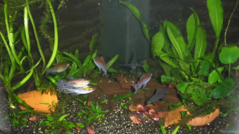 190 Liter Gesellschaftsbecken von Hage (1)