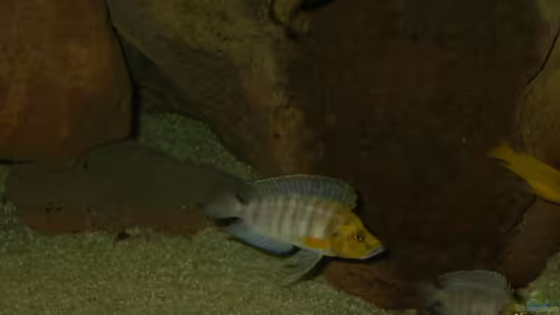 1Paar Altolamprologus goldheat von Thomas Kowollik (21)