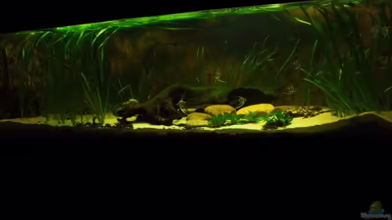 1ter Tag nach Neueinrichtung 17.06.2012 von PH Neutral (2)