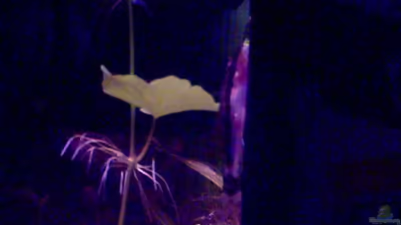 Aquarien mit Macrotocinclus affinis (Gestreifter Ohrgitter-Harnischwels)