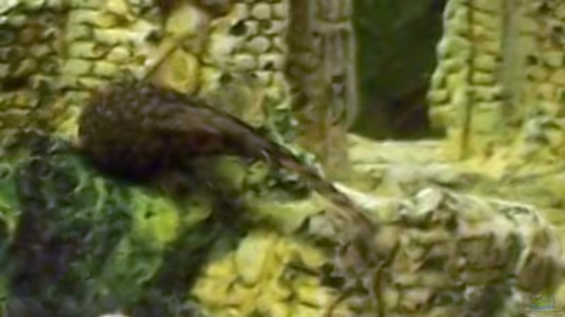 1x Antennenwels von Kerstin Zänker (15)