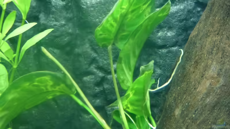 1x Anubias barteri var. caladiifolia von Easy Gr.8 (www.tropica.com) (2012-12-18) von Mario Bösch (6)