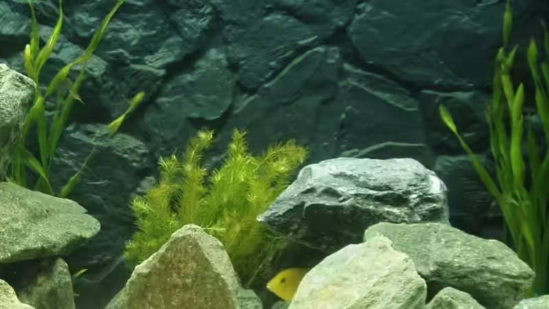 1x Brasilianisches Mooskraut (Mitte) und 2x Asiatische Wasserschraube(Rechts & Links) von A.Zabanoff (12)