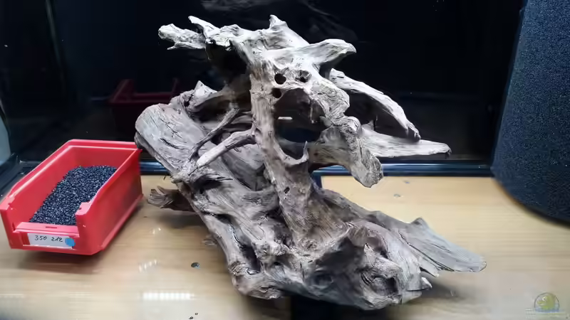 1x Mangrovenwurzel  von Rotkopfsalmler (14)