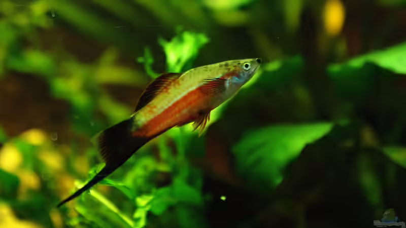 1x Schwertträger männchen von Digibastler (9)