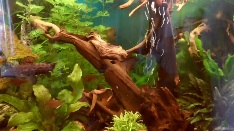 2   neue Wurzelstücke und Pflanze von S04Peter (18)