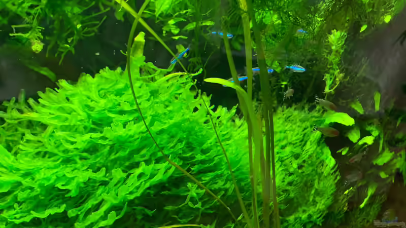 2. April 2020 von signo (12)