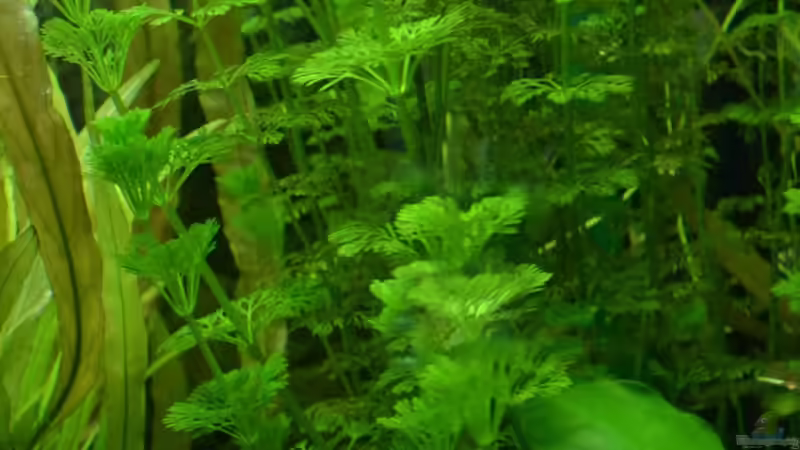 2. Blütenstieloser Sumpffreund von Daniela (5)