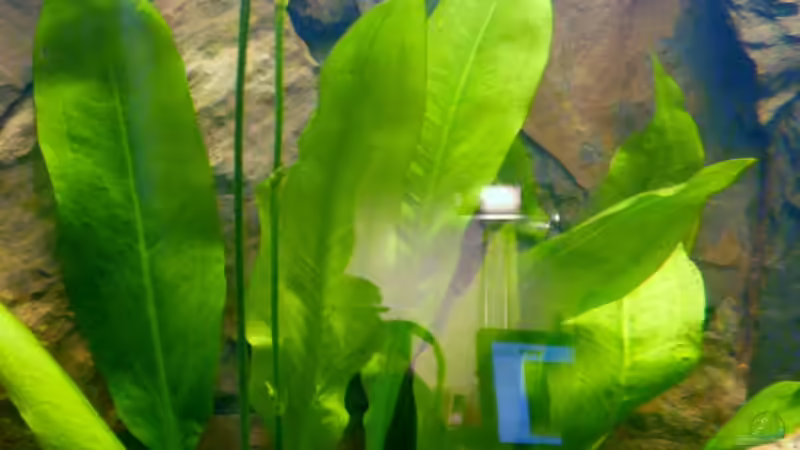 2.) Echinodorus bleheri von Ravenclaw57 (11)