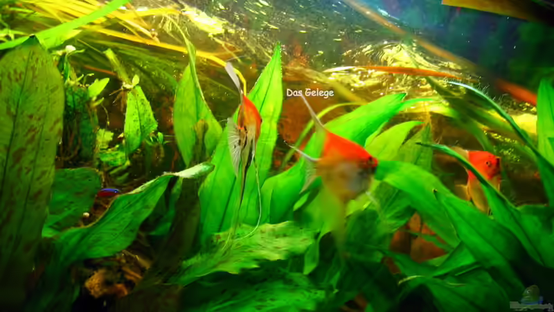 2. Gelege Skalare (2)   12.Dez.2010 von nokoeh (56)