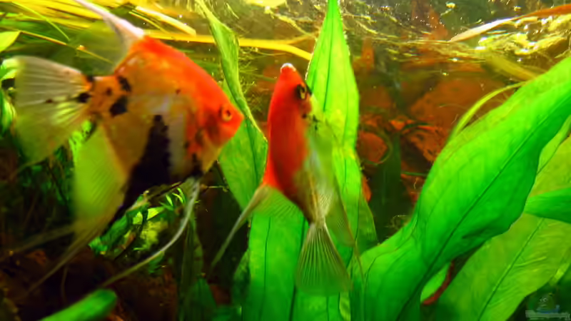 2. Gelege Skalare (4) von nokoeh (58)