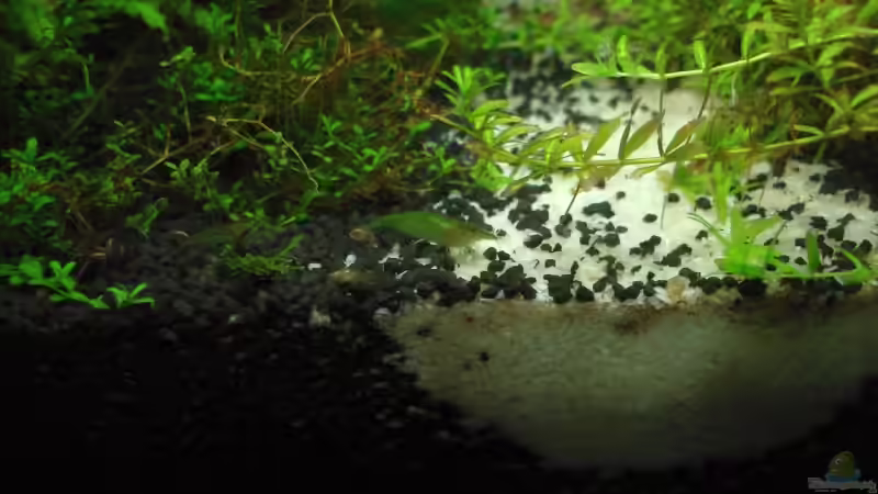 2 (!) Grüne Zwerggarnelen 22.11.08 von quickmike (11)