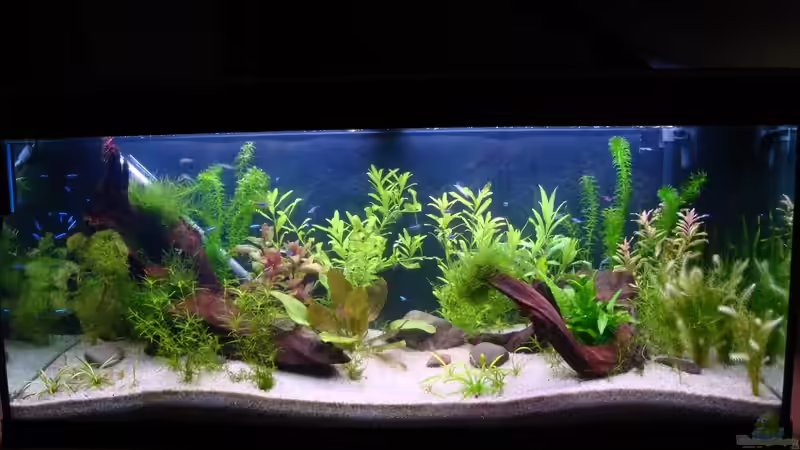 2. Juli 2009 von sharky81 (3)