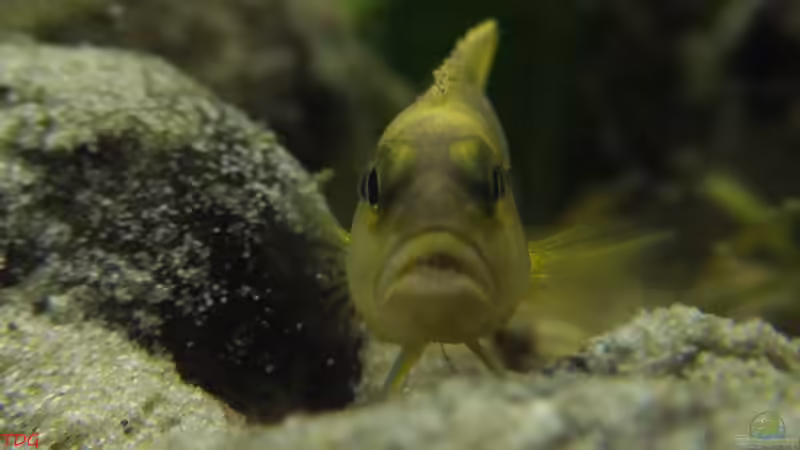 2. Männchen beim putzen von TDG (19)