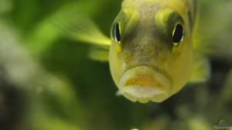 2. Männchen von TDG (18)